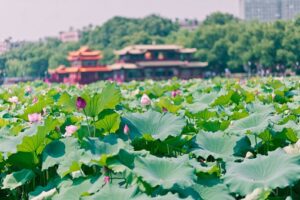 接天莲叶无穷碧,映日荷花别样红写的是哪个湖-波若密