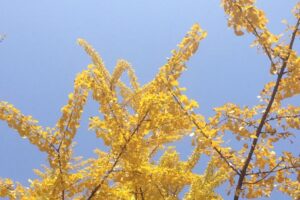 银杏树和李世民的故事-波若密