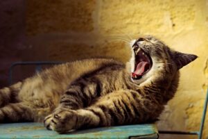 有俗语说猫有九条命这是真的吗-波若密