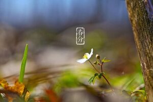 春分的由来和故事-波若密