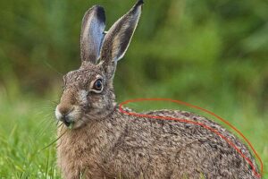 紫毫毛笔的笔头原料出自于哪种动物-波若密