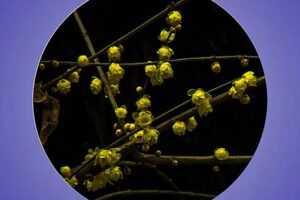 暗香是什么花-波若密