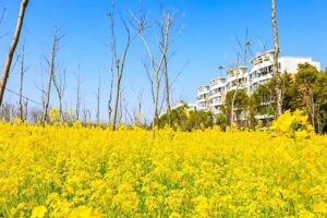 关于春分的古诗(最简单的)盘点-波若密