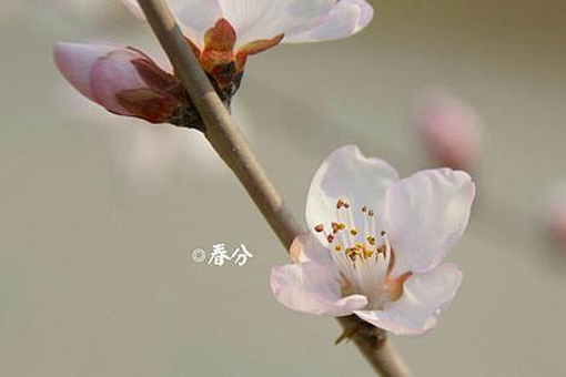 关于春分节气知识点详细介绍-波若密
