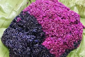 壮族三月三的由来50字-波若密