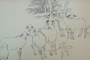 老人活太久后人短命的说法有依据吗?-波若密