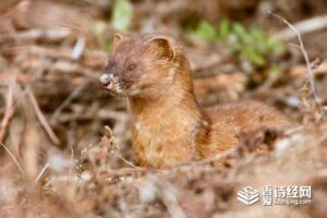 狼毫毛笔的狼指的是什么-波若密