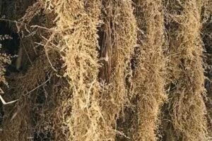 古人夏天是怎么防蚊的-波若密