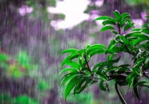 解缙的春雨描绘了怎样的景象？表达了怎样的情感？-波若密