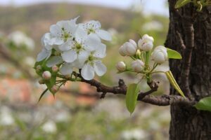 雨打梨花深闭门和千树万树梨花开哪一句是实指?-波若密