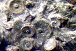 4亿年前的金属齿轮是真是假-波若密