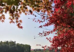 姜夔最有名的十首诗是什么？有什么含义？-波若密