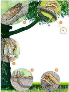 中国古人为什么喜欢蝉?-波若密