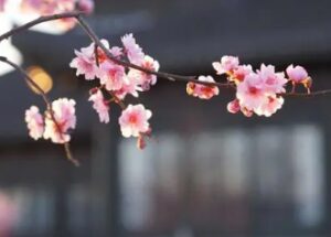 李峤的“闲庭独坐对闲花”是什么意思?描绘了怎样的景象?-波若密