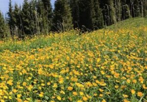 甘盘是什么读音？应该怎么读？-波若密